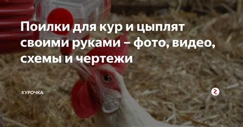 Поилки для кур и цыплят своими руками – фото, видео, схемы и чертежи ...