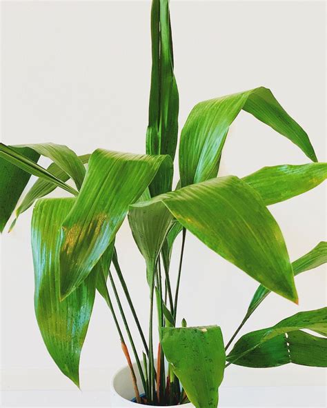 Aspidistra Elatior Care And Growing Guide Plantcarefully