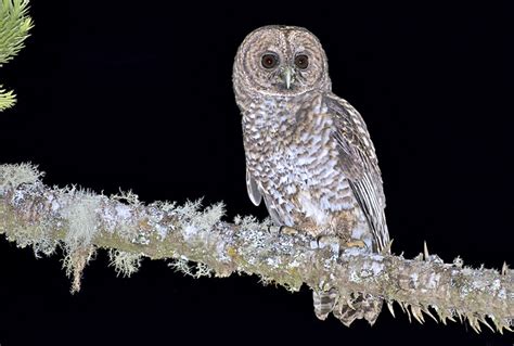 Coruja de espécie rara é resgatada em fazenda gaúcha