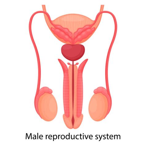 460 Male Reproductive System Diagram Illustrations Royalty Free