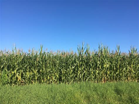 Free Images Plant Sky Field Meadow Prairie Flower Food Green