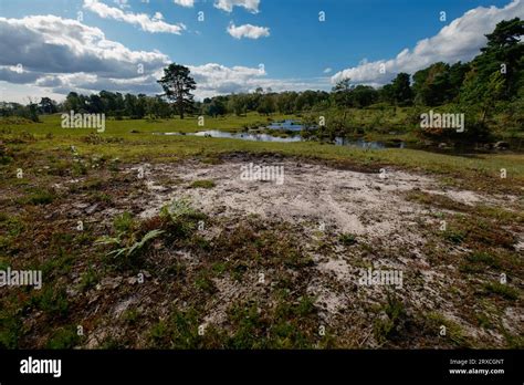 Exposed Sand In The New Forest Hampshire UK Showing The Geological Make