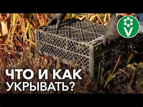 Астильба Рок энд Ролл (Rock and Roll) - купить в Минске, доставка ...