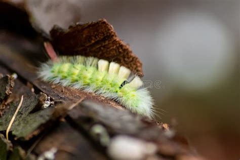 Gran Oruga Peluda Amarilla Con Cola Roja Bushy Calliteara Pudibunda Se