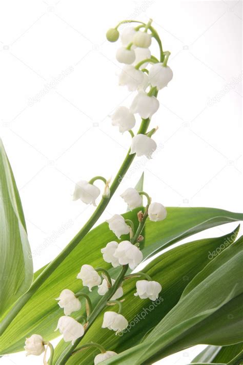 Flower, muguet — Stock Photo © studioM #8796373