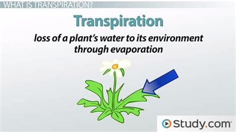 Water Cycle Transpiration