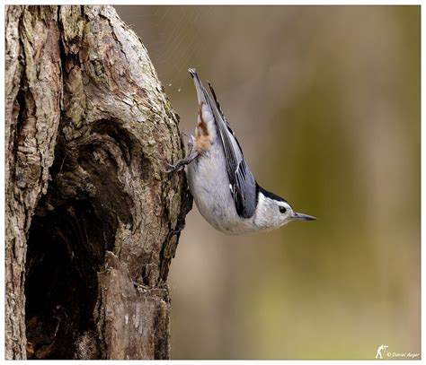 Sittelle Poitrine Blanche White Breasted Nuthatch Flickr