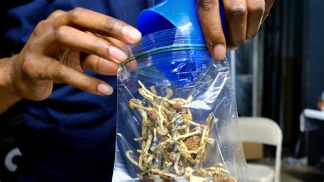 Oakland Becomes Second City To Decriminalize Psychedelic Mushrooms