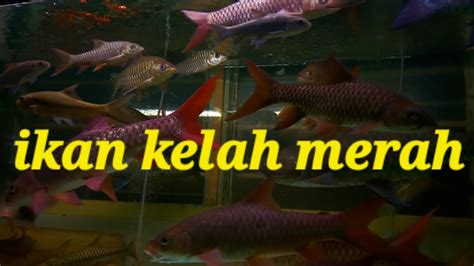 Ikan Kelah Merah Part 17 YouTube