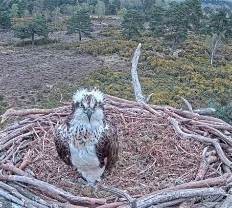 The Poole Harbour Osprey Project Birds Of Poole Harbour