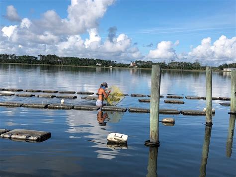 Oyster Culture Outreach Marine Fisheries Ecology Lab