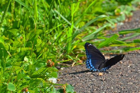 Red Spotted Purple Or Red Spotted Admiral Butterfly Min Flickr