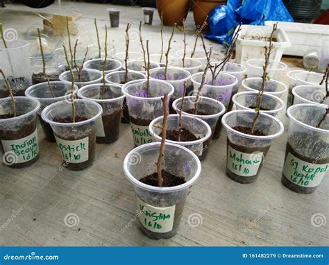 Plant Propagation is the Process in Growing New Plants from a Variety ...