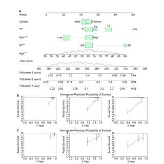 Construction And Validation Of A Prognostic Nomogram In Ccrcc A The