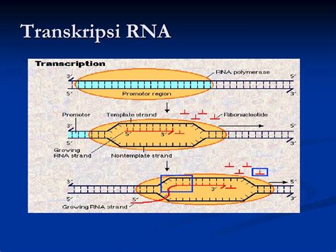 Ppt Genetika Powerpoint Presentation Free Download Id 4105884