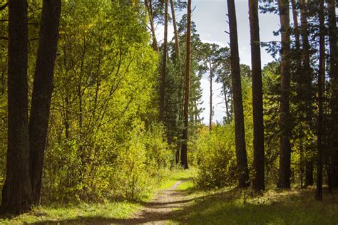 Free Images Road Pine Trees Tree Natural Landscape Natural