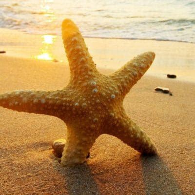 Estrella de Mar Características Hábitat Reproducción y más