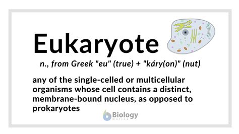 Eukaryote Definition And Examples Biology Online Dictionary