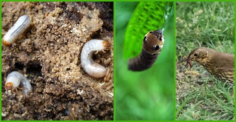 The Effects Of Weather On The Grub Life Cycle