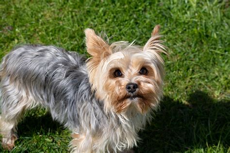 Understanding The Costs Of Yorkie And Teacup Yorkies Small Business Sense