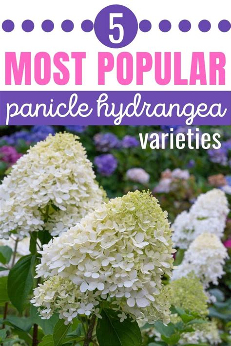 5 Panicle Hydrangea Varieties You'll Love In Your Garden