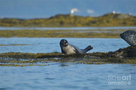 Adorable Harbor Seal Pup On A Bed Of Seaweed 1 Photograph By Dejavu Designs Fine Art America