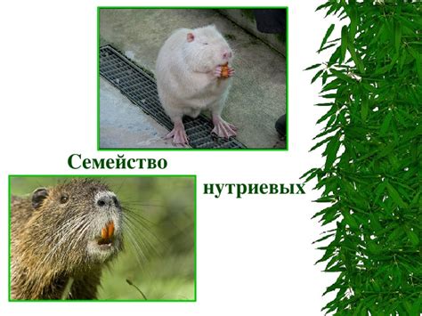 Презентация "Семейство нутриевых"