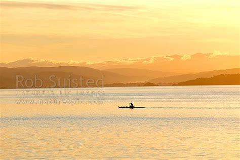 Wellington Harbour With Waka Ama Outrigger Canoe Paddler In Front Of