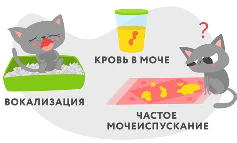Цистит у кошек: симптомы и лечение