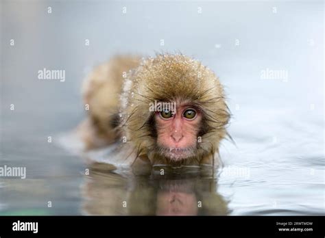 Monkey In Japanese Hot Springs Hi Res Stock Photography And Images Alamy