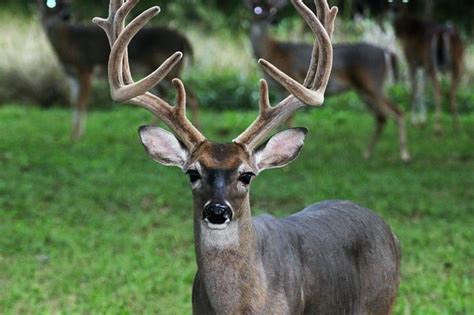 Best Food Plot For Deer Antler Growth Grow Big Bucks