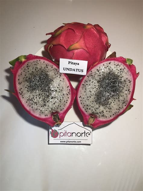 Esquejes Enraizados De Pitahaya Variedad Undatus