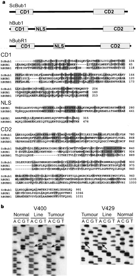 Mutations of mitotic checkpoint genes in human cancers | Nature 