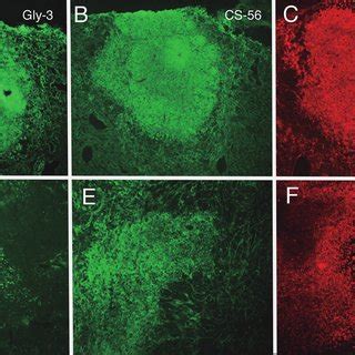 Fluorescence Photomicrographs Showing Examples Of Immunoreactivity Of