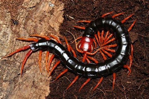 Scolopendra subspinipes mutilans [Burma] | Centipede, Bugs and insects ...