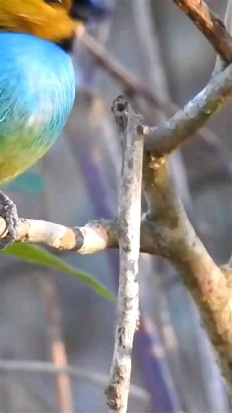 Pin De Adli Em Pins Criados Por Voc Aves Belas Fotos Da Lua P Ssaros