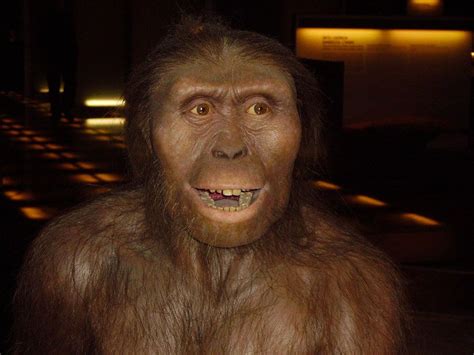 Human Ancestor 'Lucy' May Have Died After Falling from Tree | Human family tree, Human species ...