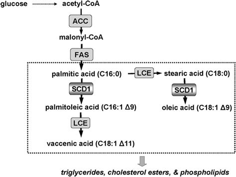 Stearoyl CoA Desaturase Deficiency Increases Fatty Acid 56 OFF