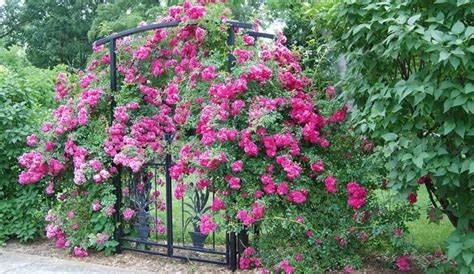 Rose Care: Learn How to Plant, Grow and Care for Roses | Gilmour