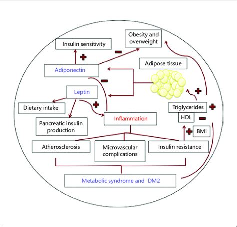 Adiponectin Leptin And Metabolic Syndrome The Association Of Leptin