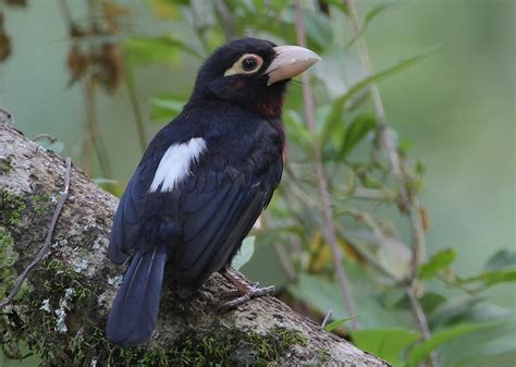 Double Toothed Barbet Lybius Bidentatus Photo RAINBIRDER Photos At