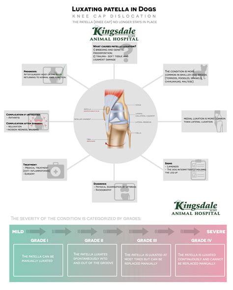 Medially Luxating Patella In Dogs And How To Treat It | Kingsdale ...