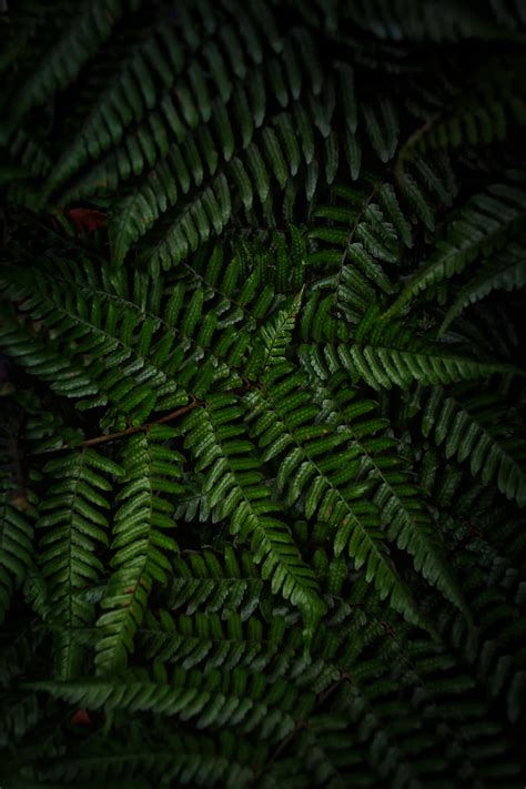 Fern Plant Hd Phone Wallpaper Peakpx