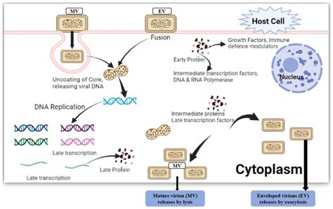 Cytosolic Mpox Virus Pathways For The Viral Life Cycle The Enveloped