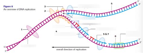 Diagram Of Replication Process Enzymes Involved Leading Lagging Strands The Genetic Code