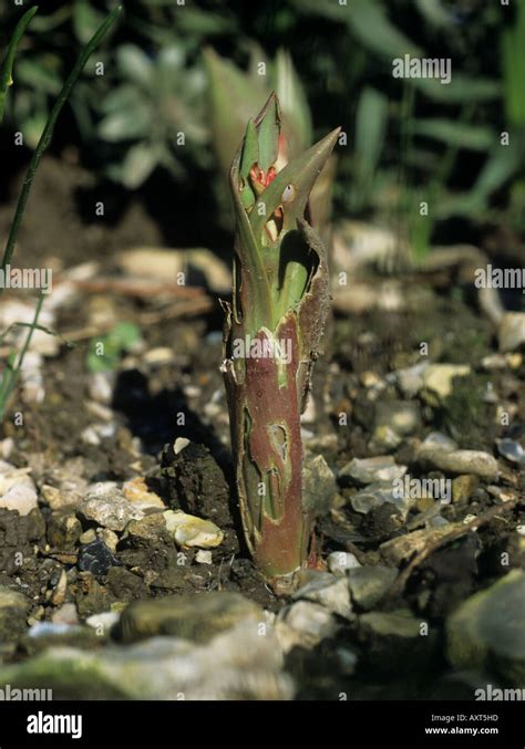 Snail Damage To Plants Hi Res Stock Photography And Images Alamy