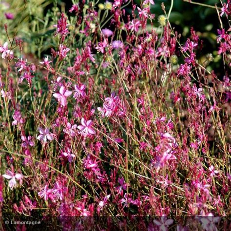 Gaura Lindheimeri Rose