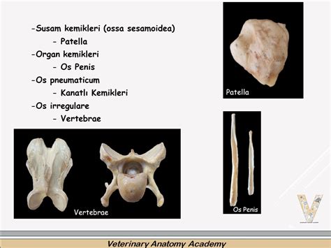 Anasayfa - Veterinary Anatomy Academy