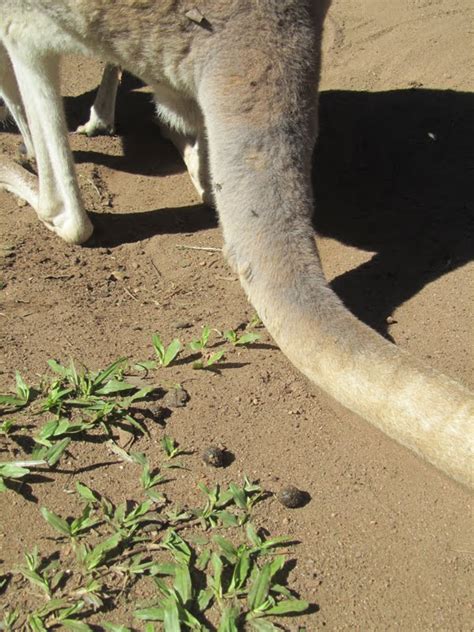 Helen And Nicks Travels Kangaroo Poo