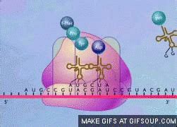 #BioDub Click the Pic - Translation (Protein Synthesis) Game ...